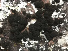 Rock Hairball Lichen thumbnail 3