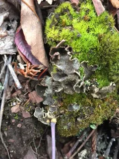 scaly pelt lichen thumbnail 2