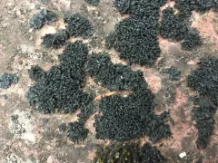 Black Rock Licorice Lichen thumbnail 2