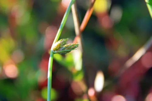 Hall's Bulrush