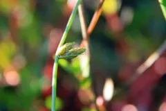 Hall's Bulrush thumbnail 1