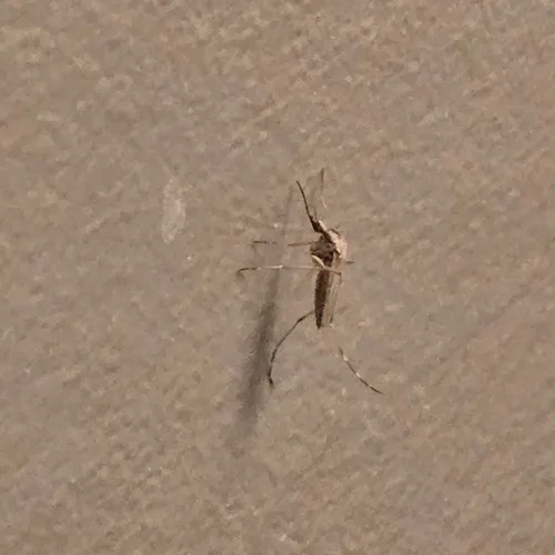 Summer Salt Marsh Mosquito