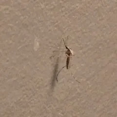 Summer Salt Marsh Mosquito thumbnail 1