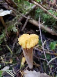 Clavariadelphus pallidoincarnatus thumbnail 2