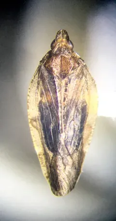 Cixidia septentrionalis thumbnail 3
