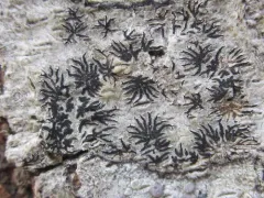 Phaeographis inusta thumbnail 2