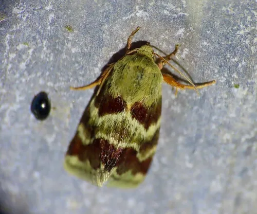 Lynx Flower Moth