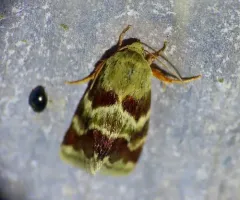 Lynx Flower Moth thumbnail 1