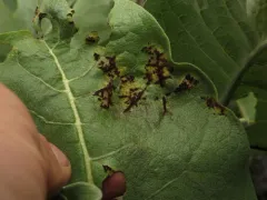 Puccinia balsamorhizae thumbnail 4