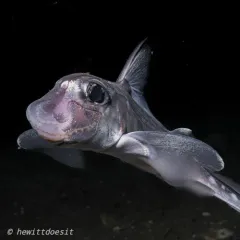 Spotted Ratfish thumbnail 2