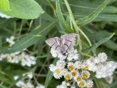 Sympistis barnesii thumbnail 2