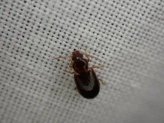 European Harp Ground Beetle thumbnail 3
