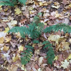 intermediate wood fern thumbnail 2