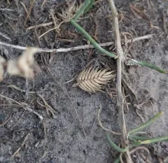 Annual False Wheatgrass thumbnail 4