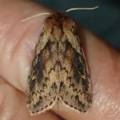 Black-tailed Diver Moth thumbnail 1