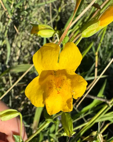Scouler's Monkeyflower