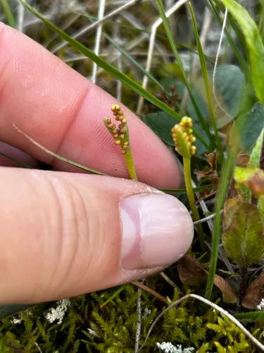 peculiar moonwort
