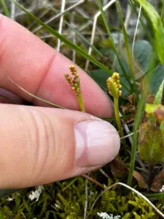 peculiar moonwort thumbnail 1