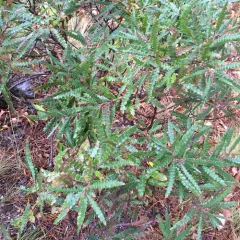 sweetfern thumbnail 3