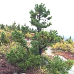 pitch pine thumbnail 4