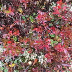 black chokeberry thumbnail 2
