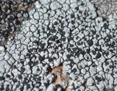 Tile Lichen thumbnail 4