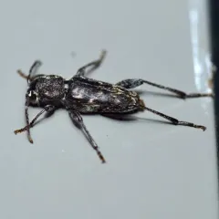 Xylotrechus nauticus thumbnail 2