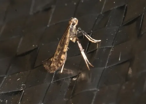Caloptilia flavimaculella