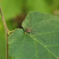 Oligolophus tridens thumbnail 2