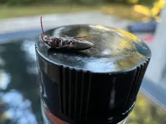 Epiphanis cornutus thumbnail 3