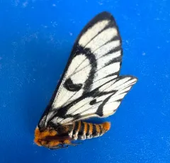 Sagebrush Sheep Moth thumbnail 1
