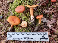Lactarius luculentus thumbnail 4