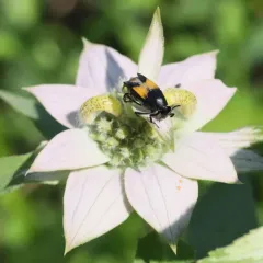 Macrosiagon dimidiata thumbnail 4