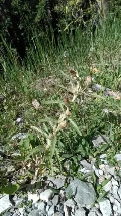 Long-styled Thistle thumbnail 2