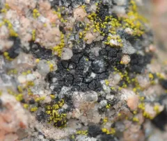 Common Coal Dust Lichen thumbnail 2