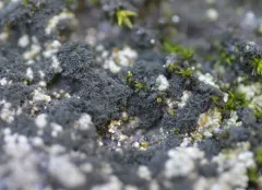 Thermutis velutina thumbnail 1