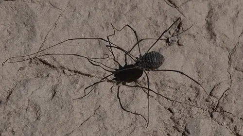 Trachyrhinus favosus