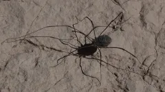 Trachyrhinus favosus thumbnail 1