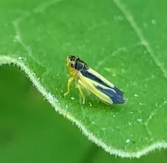 Evacanthus interruptus thumbnail 1