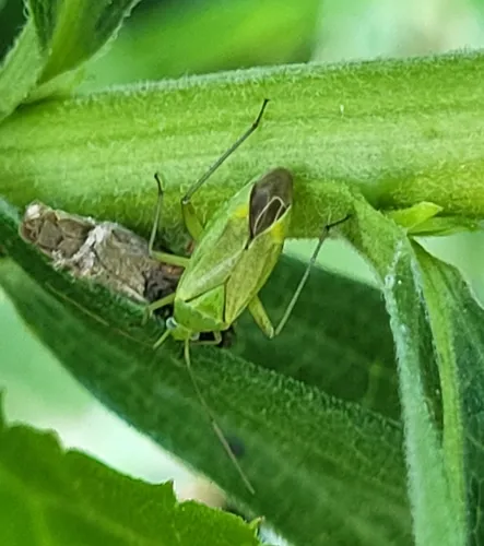 Common Green Capsid