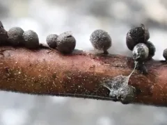 Lamproderma ovoideum thumbnail 3