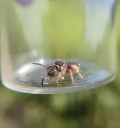 Tifton Nomad Bee thumbnail 2