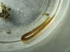 Pterocirrus montereyensis thumbnail 4