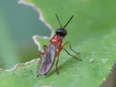 Loxocera collaris thumbnail 3