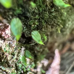 Powder Gun Moss thumbnail 2
