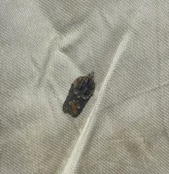Multiform Leafroller Moth thumbnail 2