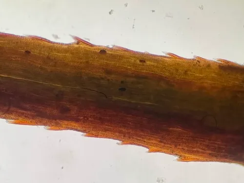 Epibryon interlamellare