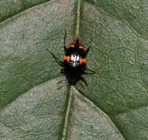 Scaphidium quadriguttatum