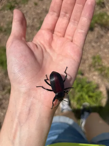 Eleodes acuta