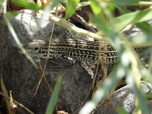 Colorado Checkered Whiptail